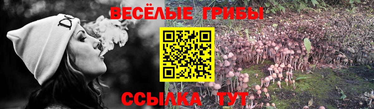 Галлюциногенные грибы Psilocybe Городец